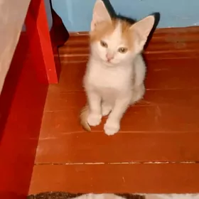 pishik