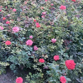 roza guli
