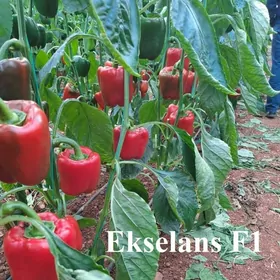 Bulgar burçlary tohumy görnüşleri