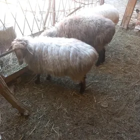 Goýunlar