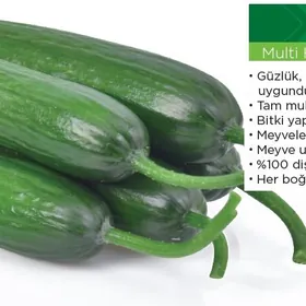 Hyýar tohum görnüşleri