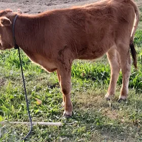 göle