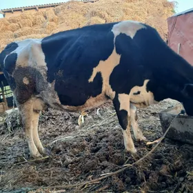 Sygyrlar we okuzller