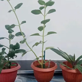 aloe