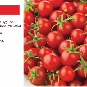 Çerri pomidor tohum görnüşleri