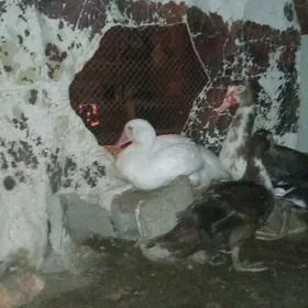 ordek