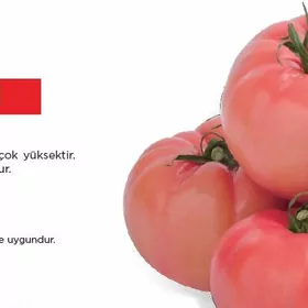 Rozowy pomidor tohumlary
