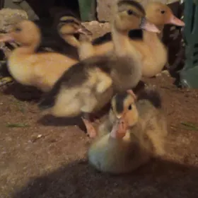 Ýaşyl baş gak gak