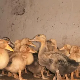 Ýaşyl baş gak gak