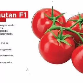 Teplissa we açyk meýdan üçin pomidor tohumlary