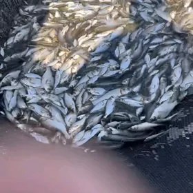 amur malyok