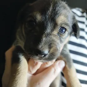 Щенки мелкой породы