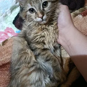 Котята
