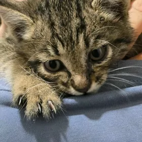 Котенок 1,5 мес