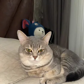 Кот на вязку