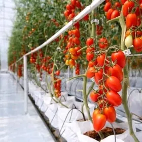 Pomidor PARNIK gyz-gelin alÿas