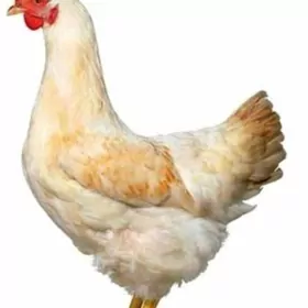 Yumurtga Яйца