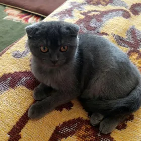 котята