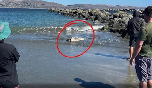 Kaliforniýada kenara Günorta ýarymşarda duşýan syrly, iki tonnalyk balyk zyňlyp çykdy