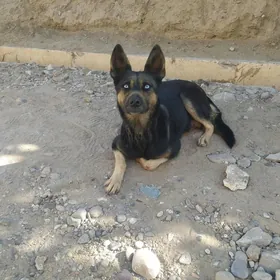 хаскыхаскы гучукхаск