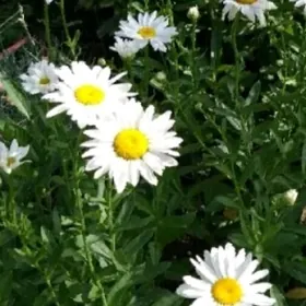 Ромашка букетная