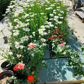 ромашка садовая