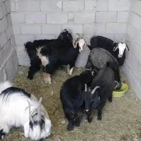 çewiş cewis cewiş