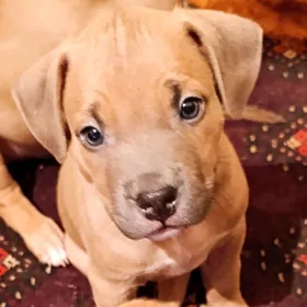 Стафф Бультерьера щенки