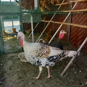 Induk Yaşajyk