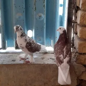 kepderi