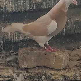 kepderi