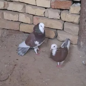 kepderi