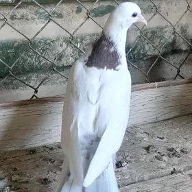 kepderi