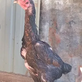 taşkent mäki