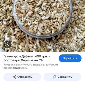 Корм для рыб