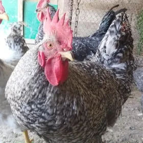 daminant horazlar