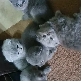дом.животные.