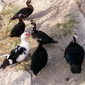 Ördek, Towuk, Sızarka