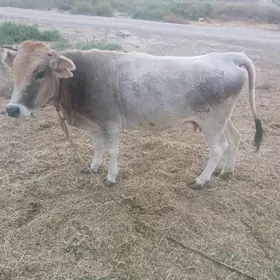 ГЫСЫР СЫГЫР