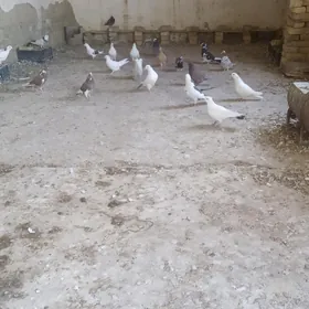 Kepderi