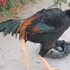 Paroda tohum taskent