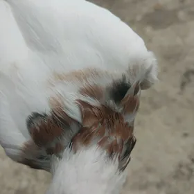 kepderi