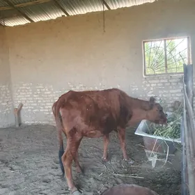 bogaz sygyr