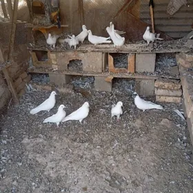kepderi