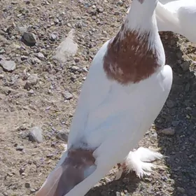 Kepderi