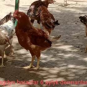 Horazlar