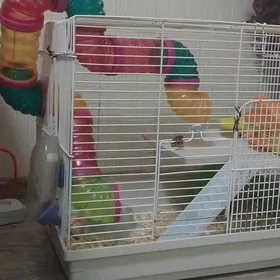 продаю хомячков