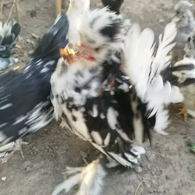 Карей Японский