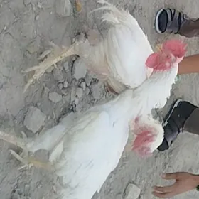 АК товук Пери