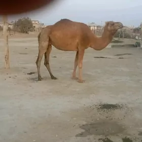 dúýe